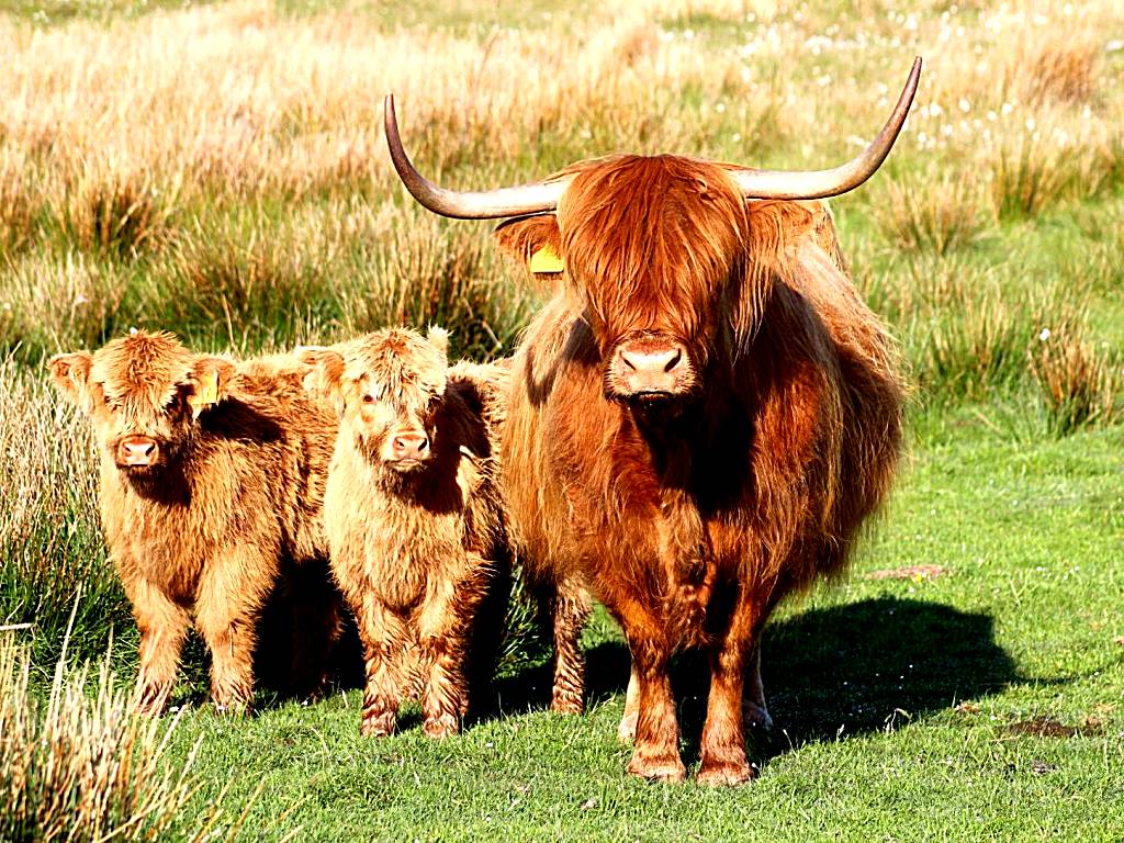 Drumbuie Farm B&B